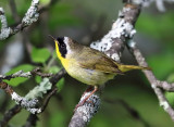 Common Yellowthroat - Geothlypis trichas