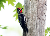 Yellow-bellied Sapsucker - Sphyrapicus varius