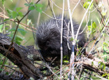 North American Porcupine - Erethizon dorsatum