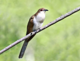 Black-billed Cuckoo - Coccyzus erythropthalmus