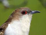 Black-billed Cuckoo - Coccyzus erythropthalmus