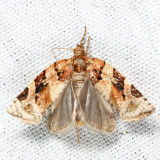 3597 - Red-banded Leafroller - Argyrotaenia velutinana