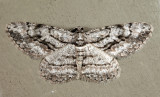 6590 - Common Gray - Anavitrinella pampinaria