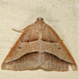 6804 - Northern Petrophora - Petrophora subaequaria