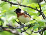 Bay-breasted Warbler - Setophaga castanea