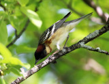 Bay-breasted Warbler - Setophaga castanea