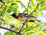 Bay-breasted Warbler - Setophaga castanea