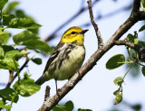 Black-throated Green Warbler - Setophaga virens