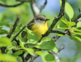 Nashville Warbler - Oreothlypis ruficapilla