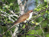 Black-billed Cuckoo - Coccyzus erythropthalmus