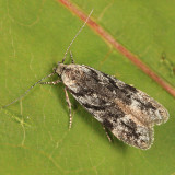 1869 - Carpatolechia belangerella