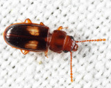 Laemophloeus fasciatus