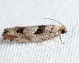 3251  Bare-patched Leafroller  Pseudexentera spoliana