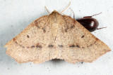 6822 - Ruddy Metarranthis - Metarranthis duaria