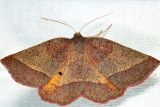 6832 - Yellow-washed Metarranthis - Metarranthis obfirmaria