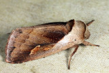 9525 - Cattail Borer - Bellura obliqua