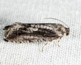 3464 - Cydia lacustrina