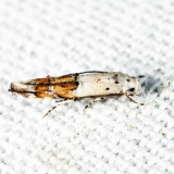 1429 - Bottimer's Mompha - Mompha bottimeri