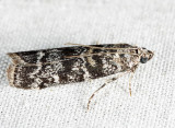 5841 - Fir Coneworm - Dioryctria abietivorella