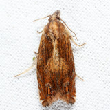 2908 - Eucosma radiatana