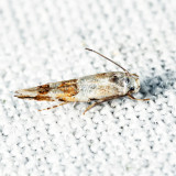 1429 - Bottimer's Mompha - Mompha bottimeri IMG_9994.JPG 5-29