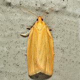 3684 - Clemens Clepsis - Clepsis clemensiana