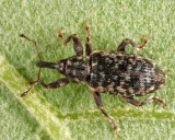 Dorytomus brevicollis
