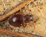 Paratenetus gibbipennis