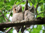 Eastern Screech Owlets - Megascops asio