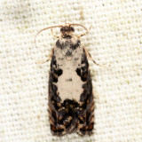 3419 - Pammene felicitana