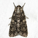 9254 - Afflicted Dagger - Acronicta afflicta