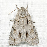 9227 - Pleasant Dagger - Acronicta laetifica