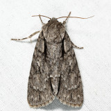 9238 - Great Oak Dagger - Acronicta lobeliae