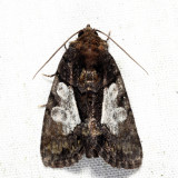 9556 - Cloaked Marvel - Chytonix palliatricula