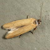 1221 - Holcocera immaculella