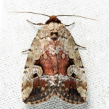 9681.1 - Pale-winged Midget - Elaphria alapallida