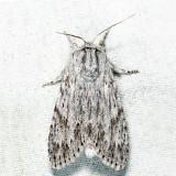 9272 - Smeared Dagger - Acronicta oblinita