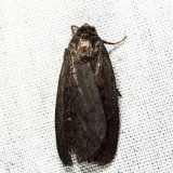 9647 - Miranda Moth - Proxenus miranda