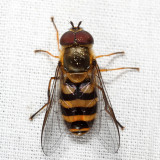 Syrphus sp.