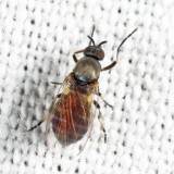 Simulium sp.