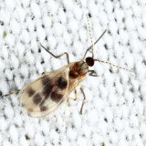 Lestodiplosis sp.