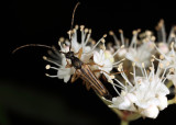 Analeptura lineola