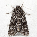 9259 - Night-Wandering Dagger - Acronicta noctivaga