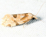 3754 - Angular Aethes - Aethes angulatana