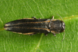 Two-lined Chestnut Borer - Agrilus bilineatus