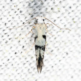 2441 - Argyresthia austerella 6-8