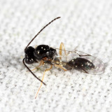 Figitidae - Anacharitinae