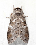 7930 - Linden Prominent - Ellida caniplaga