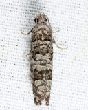 2898 - Retinia gemistrigulana
