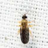 Forcipomyia sp.